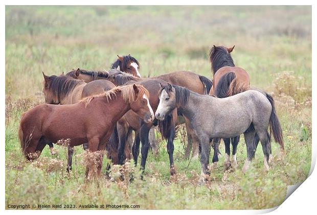 Herd of wild horses Print by Helen Reid