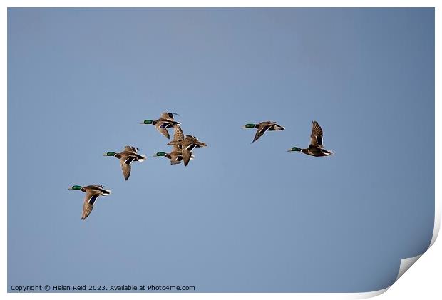 Ducks in flight in a blue sky Print by Helen Reid