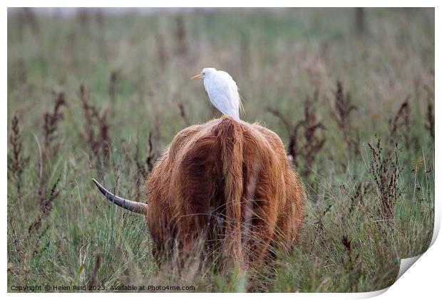 A cattle Egret bird standing on a highland cow Print by Helen Reid