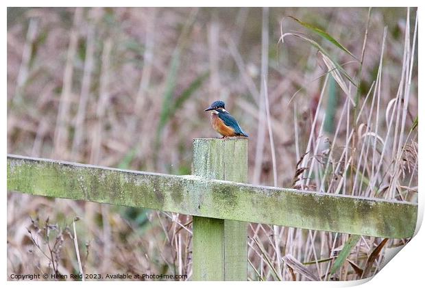 Kingfisher on a post Print by Helen Reid