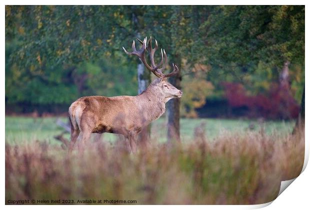 A red deer stag standing on a lush green field surrounded by Autumn colours Print by Helen Reid