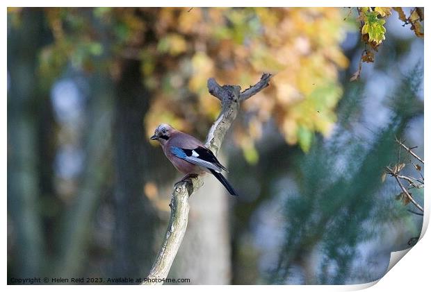 A small Jay blue bird perched on a tree branch Print by Helen Reid