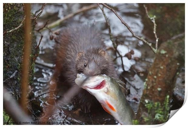 American Mink fishing and eating a perch fish  Print by Helen Reid