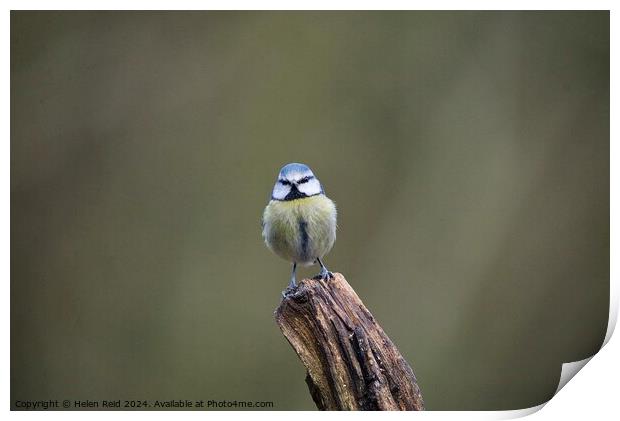Bluetit bird perched on a post Print by Helen Reid