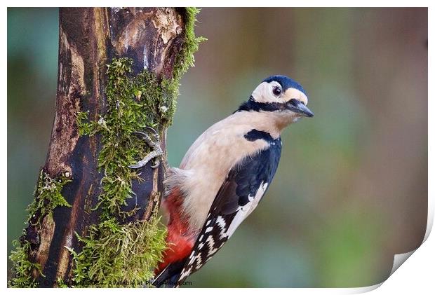 Great spotted woodpecker Print by Helen Reid