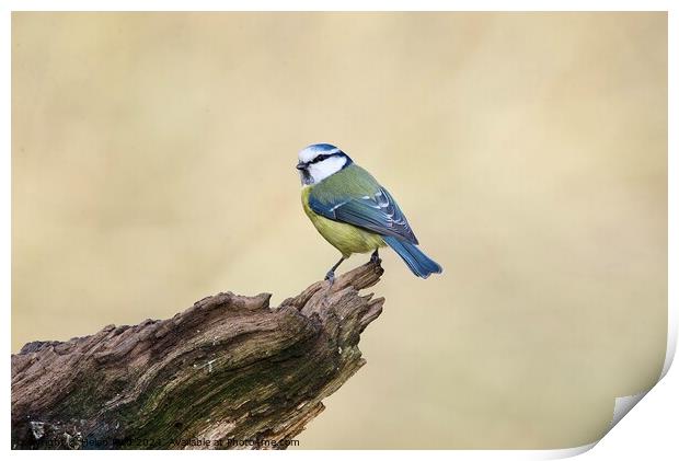 Bluetit bird perched on the edge of a branch Print by Helen Reid