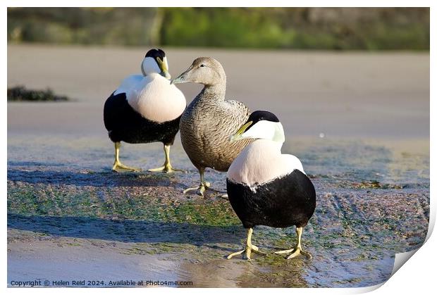 Eider ducks standing on the edge of a body of water Print by Helen Reid