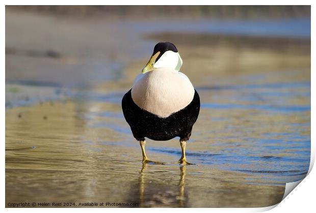 A single male eider duck bird standing at the waters edge Print by Helen Reid