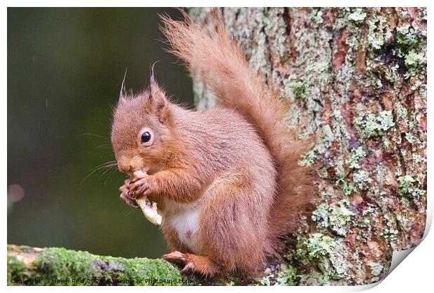 A red squirrel on a branch eating a peanut Print by Helen Reid