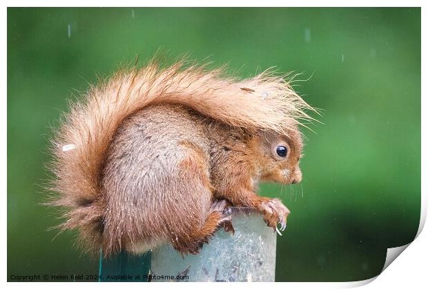 A close up of a red squirrel in the rain with its tail up  Print by Helen Reid