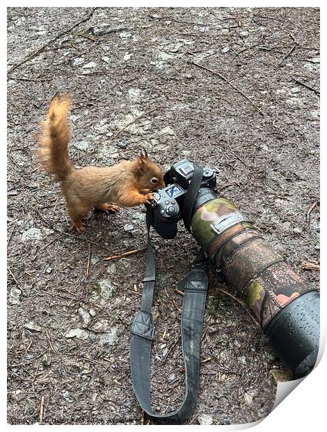 Red squirrel taking a photo Print by Helen Reid