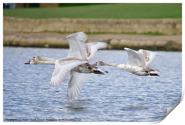 Mute swans in flight Print by Helen Reid