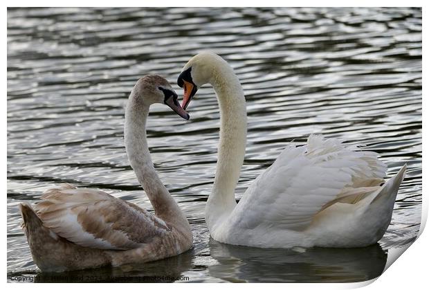 Mute swan courtship creating a heartshape  Print by Helen Reid