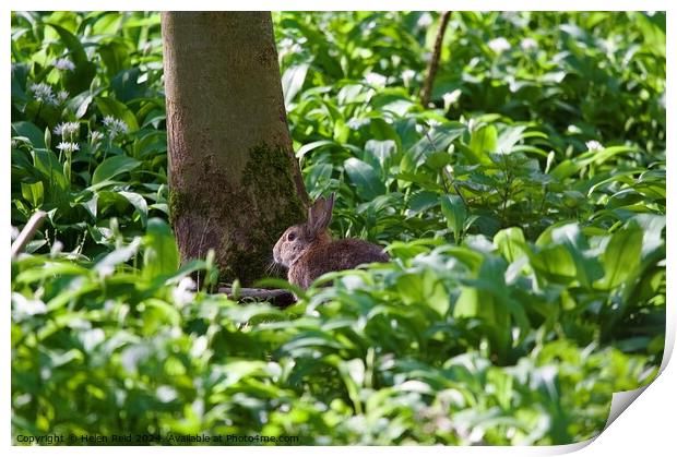 Brown rabbit sat on the woodland floor Print by Helen Reid