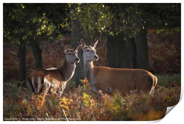 Deer at Richmond Park Print by Philip King