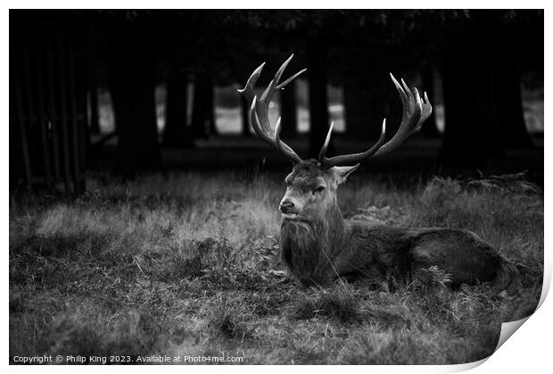 Stag at Bushy Park Print by Philip King