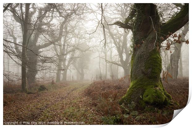 Winter Fog at Savernake Forest  Print by Philip King