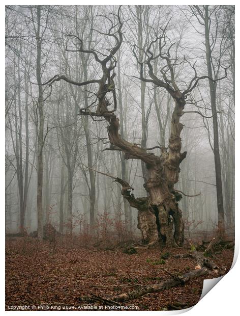 Ancient Oak Tree at Savernake Forest Print by Philip King