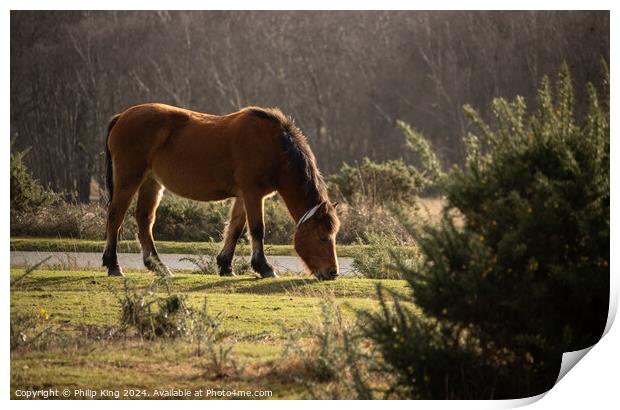 New Forest Pony Print by Philip King