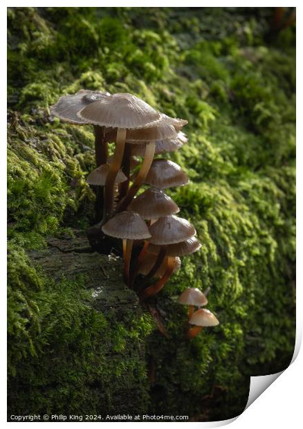 Fungi at Burnham Beeches Print by Philip King