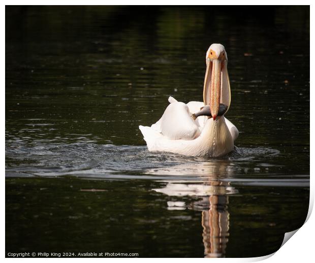 Pelican at St James's Park Print by Philip King