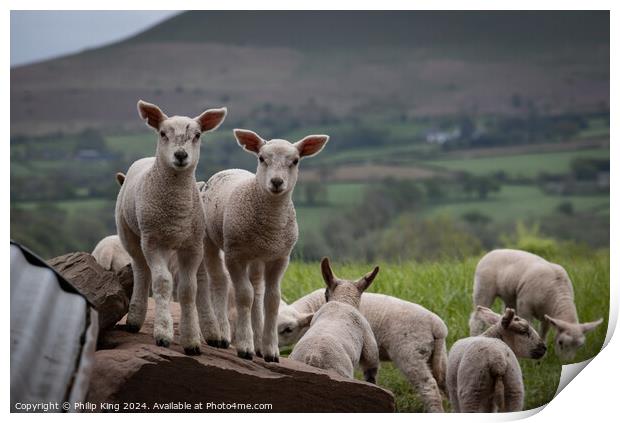 Welsh Lambs - Brecon Beacons Print by Philip King