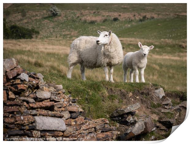 Sheep in the Pennines Print by Philip King