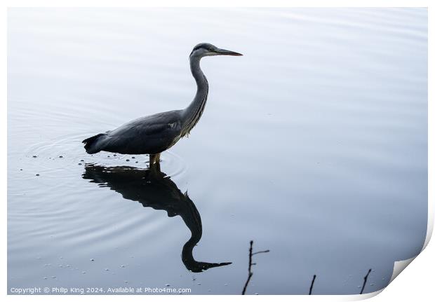 Heron on a Lake Print by Philip King