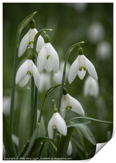 Snowdrops, Oxfordshire Print by Philip King