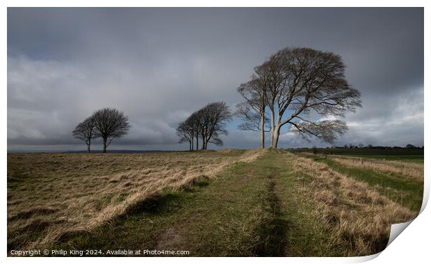 Trees on Roundway Hill, Wiltshire Print by Philip King