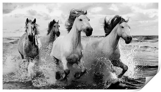White Horses in Black and White  Print by CC Designs