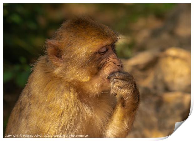 Thoughtful Primate in Sunlit Greenery Print by Fabrice Jolivet