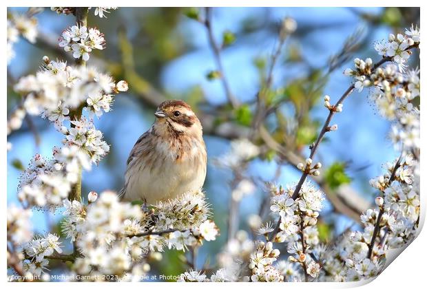 A beautiful Reed Bunting in blackthorne blossom Print by Michael Garnett