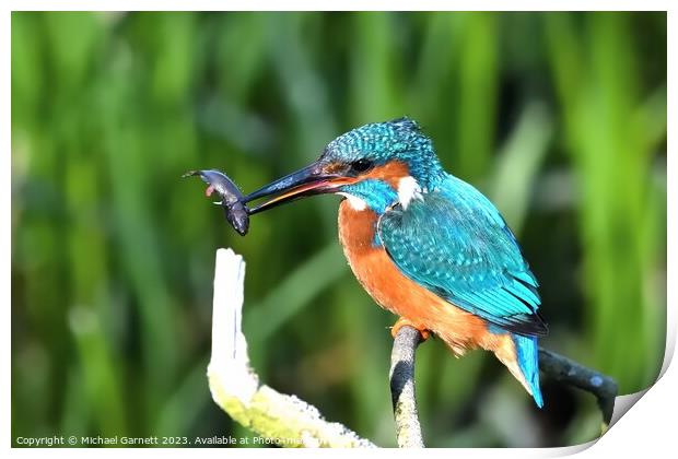 A colorful Kingfisher perched on a tree branch  Print by Michael Garnett