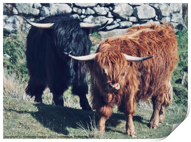 Highland Cows Print by Madeleine Deaton