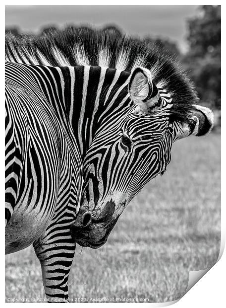 Zebra  Print by Azhar Fajurdeen