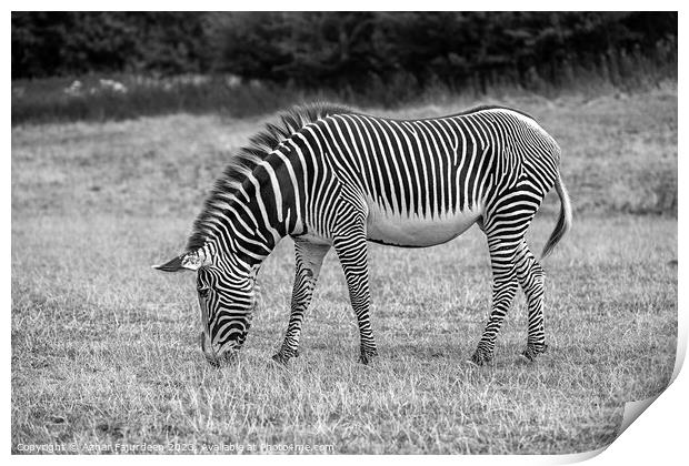 A zebra standing on top of a grass covered field Print by Azhar Fajurdeen