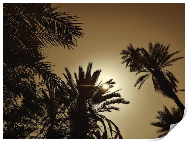 Sun through palms, Tioute oasis 2, sepia Print by Paul Boizot