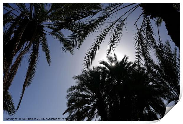 Sun through palms, Tioute oasis 1  Print by Paul Boizot