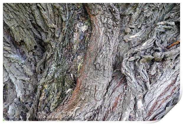 Willow bark, Thirsk Print by Paul Boizot