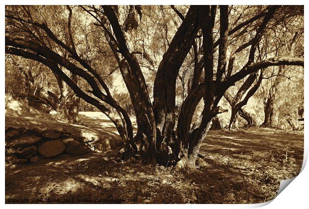 Olive grove, High Atlas 2, sepia Print by Paul Boizot