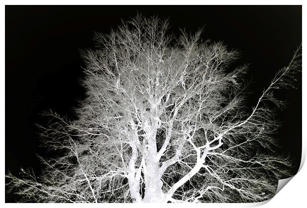 Frosty beech tree, mono inverted Print by Paul Boizot