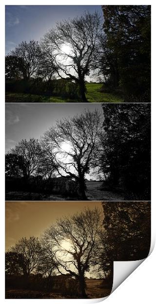 Autumn trees and field, Oxfordshire montage Print by Paul Boizot