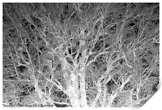 Frosted beech tree 2, mono inverted Print by Paul Boizot