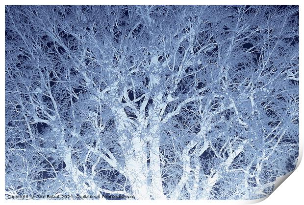 Frosted beech tree 2, dark blue edit Print by Paul Boizot