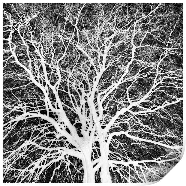Winter beech, Bridlington, grayscale inverted Print by Paul Boizot