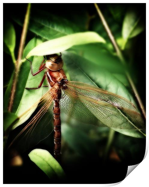 Resting Dragonfly Print by Simon Gladwin