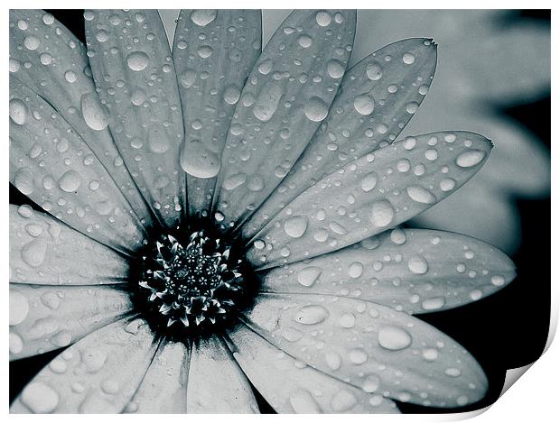 African Daisy After The Rain, Black and White Print by Simon Gladwin