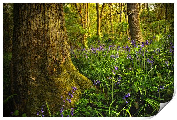 Bluebell Wood Print by Simon Gladwin