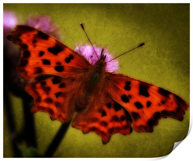 Comma Butterfly Print by Simon Gladwin